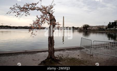 Washington DC, Stati Uniti. 30 marzo 2024. L'albero in fiore di ciliegio chiamato "Stumpy" è visto al bacino delle maree il 30 marzo 2024 a Washington, DC. Il National Park Service ha annunciato che inizierà a tagliare oltre cento alberi di ciliegio in fiore intorno al bacino delle maree e al Parco del Potomac occidentale in preparazione di una nuova parete marina per prevenire le inondazioni. (Foto di John Lamparski/Sipa USA) credito: SIPA USA/Alamy Live News Foto Stock