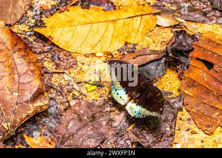 Farfalle blu arancio marrone tropicale insetti farfalla a Chiang mai Amphoe Mueang Chiang mai Thailandia a Southeastasia Asia. Foto Stock