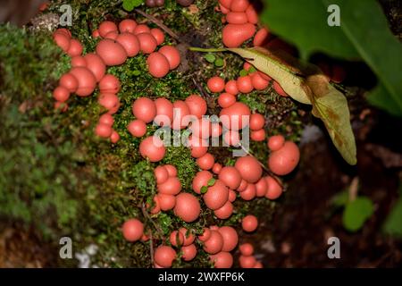 Lycogala epidendrum (latte di lupo, melma di groening) - Un tipo di muffa che vive su ceppi marci Foto Stock