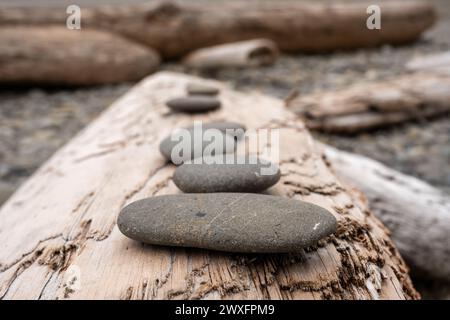 Smooth Stones si allinea su Driftwood Log nell'Olympic National Park Foto Stock