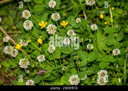 Fiori bianchi del trifoglio bianco (Trifolium repens), noto anche come trifoglio olandese, trifoglio ladino Foto Stock