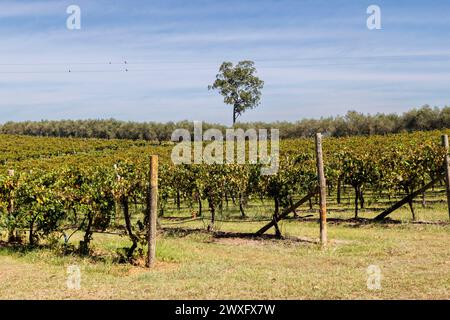 Filari di viti in un vigneto in un Sunny Afternoon, Hunter Valley, New South Wales, Australia mercoledì 6 marzo, 2024. Foto Stock