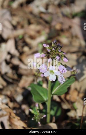 Fiore di fiori selvatici di cresta viola a Camp Ground Road Woods a Des Plaines, Illinois Foto Stock