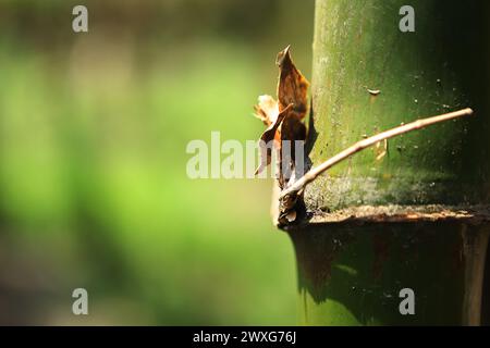 Alberi di bambù freschi in foresta con sfondo sfocato Foto Stock