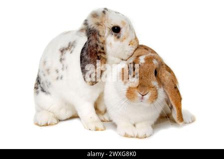 Due dolci conigli sono seduti su uno sfondo bianco Foto Stock