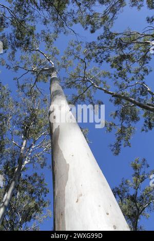 Guardando verso l'alto un albero di eucalipto in una foresta Foto Stock