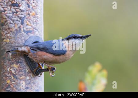 Nuthatch [ Sitta europaea ] sull'alimentatore di sementi da giardino Foto Stock