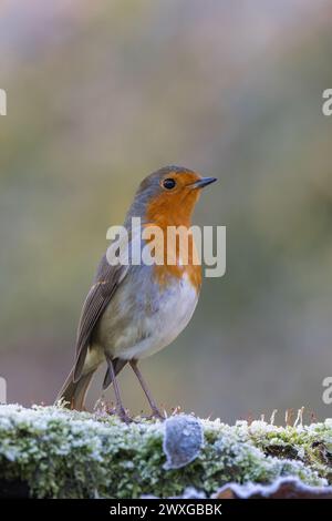 Robin europeo [ erithacus rubecula ] su loghi ghiacciati e muschiati Foto Stock