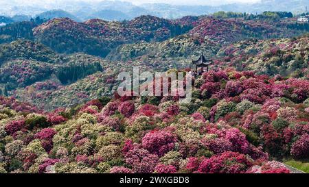 Pechino, Cina. 30 marzo 2024. Una foto aerea scattata il 30 marzo 2024 mostra i turisti che visitano un'area panoramica azalea a Bijie, nella provincia di Guizhou nella Cina sud-occidentale. Crediti: Tao Liang/Xinhua/Alamy Live News Foto Stock