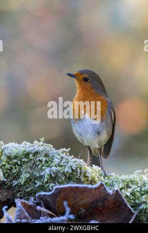 Robin europeo [ erithacus rubecula ] su loghi ghiacciati e muschiati Foto Stock