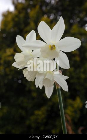 Primo piano di fiori di Narciso "Thalia" in un giardino in primavera Foto Stock