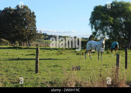 Due cavalli che indossano coperte di cavallo (un altro lontano sullo sfondo) pascolano in un lussureggiante paddock verde in nuova Zelanda Foto Stock