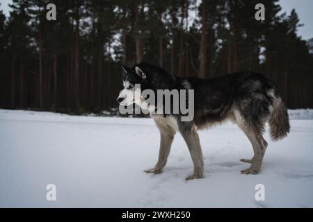 Cane Husky ??in inverno in una foresta innevata. Foto Stock