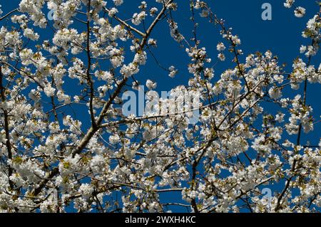 Dorney, Buckinghamshire, Regno Unito. 30 marzo 2024. Splendidi fiori e cieli blu. Oggi è stata una bella giornata di sole al lago Dorney nel Buckinghamshire. Dorney Lake è utilizzato dai ragazzi dell'Eton College per remare, ma ha anche ospitato le Olimpiadi del 2012. Crediti: Maureen McLean/Alamy Live News Foto Stock