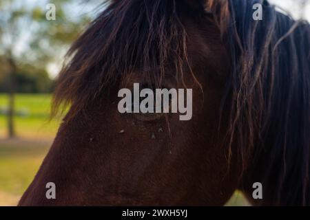 Occhio di cavallo marrone visto da vicino con le mosche Foto Stock