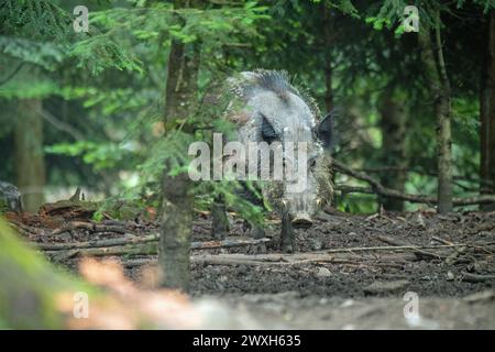 Sauen im Mischwald Jungfüchse, Füchse Wildschweine Mitte Juni *** scrofe nella foresta mista giovani volpi, volpi cinghiali metà giugno Foto Stock