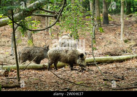 Sauen im Mischwald Jungfüchse, Füchse Wildschweine Mitte Juni *** scrofe nella foresta mista giovani volpi, volpi cinghiali metà giugno Foto Stock