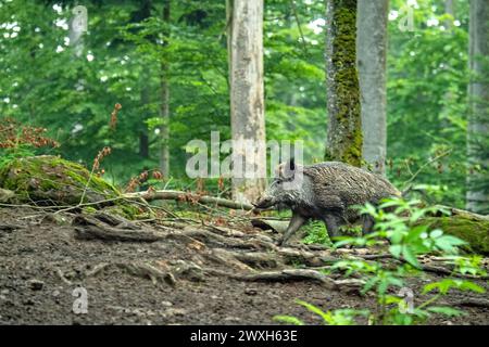 Sauen im Mischwald Jungfüchse, Füchse Wildschweine Mitte Juni *** scrofe nella foresta mista giovani volpi, volpi cinghiali metà giugno Foto Stock