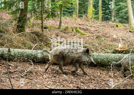 Sauen im Mischwald Jungfüchse, Füchse Wildschweine Mitte Juni *** scrofe nella foresta mista giovani volpi, volpi cinghiali metà giugno Foto Stock