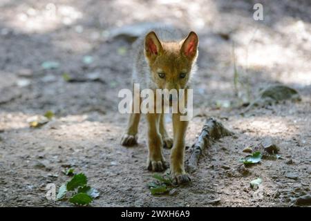 Wölfe im Sommer Wölfe Wölfe *** Lupi in estate Lupi Lupi Lupi Foto Stock