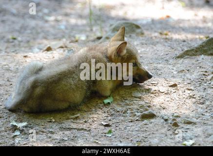 Wölfe im Sommer Wölfe Wölfe *** Lupi in estate Lupi Lupi Lupi Foto Stock