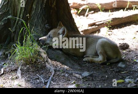 Wölfe im Sommer Wölfe Wölfe *** Lupi in estate Lupi Lupi Lupi Foto Stock