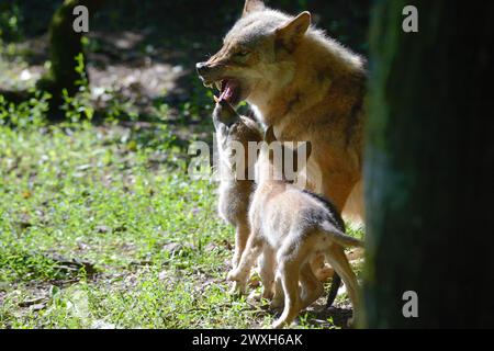 Wölfe im Sommer Wölfe Wölfe *** Lupi in estate Lupi Lupi Lupi Foto Stock