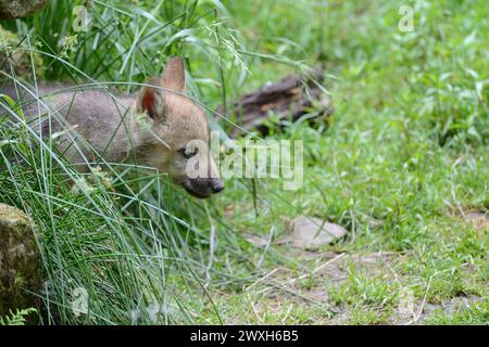 Wölfe im Sommer Wölfe Wölfe *** Lupi in estate Lupi Lupi Lupi Foto Stock