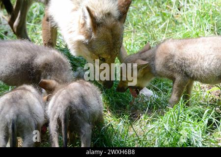 Wölfe im Sommer Wölfe Wölfe *** Lupi in estate Lupi Lupi Lupi Foto Stock