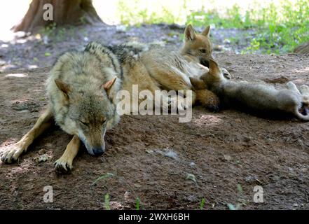 Wölfe im Sommer Wölfe Wölfe *** Lupi in estate Lupi Lupi Lupi Foto Stock