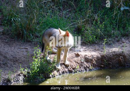 Wölfe im Sommer Wölfe Wölfe *** Lupi in estate Lupi Lupi Lupi Foto Stock