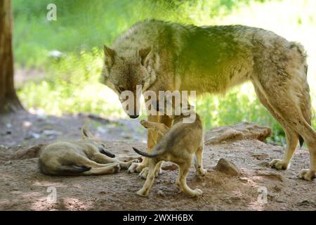 Wölfe im Sommer Wölfe Wölfe *** Lupi in estate Lupi Lupi Lupi Foto Stock