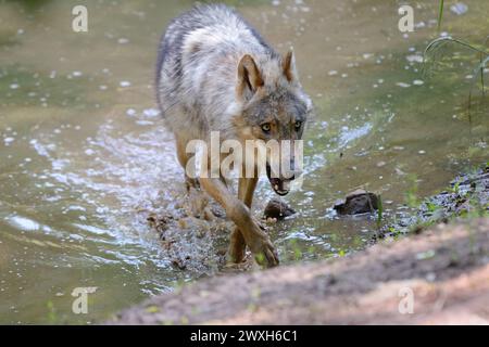 Wölfe im Sommer Wölfe Wölfe *** Lupi in estate Lupi Lupi Lupi Foto Stock