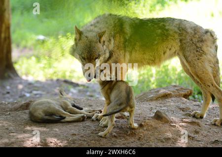 Wölfe im Sommer Wölfe Wölfe *** Lupi in estate Lupi Lupi Lupi Foto Stock