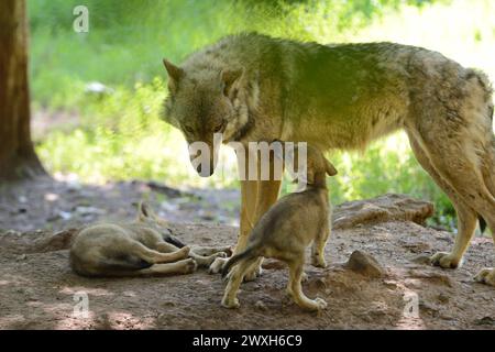 Wölfe im Sommer Wölfe Wölfe *** Lupi in estate Lupi Lupi Lupi Foto Stock