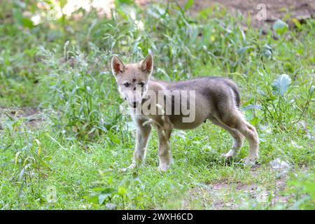 Wölfe im Sommer Wölfe Wölfe *** Lupi in estate Lupi Lupi Lupi Foto Stock