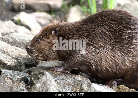 Biber Nagespuren Biber Biber im Wasser *** la falda di castoro segna il castoro in acqua Foto Stock