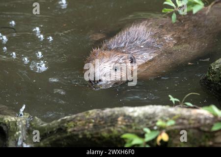 Biber Nagespuren Biber Biber im Wasser *** la falda di castoro segna il castoro in acqua Foto Stock