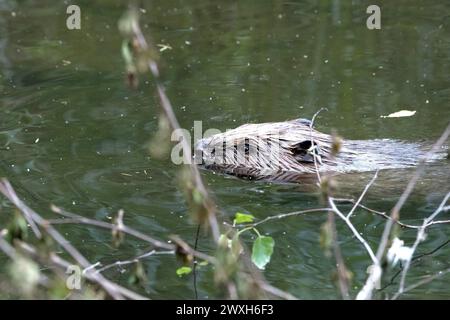 Biber Nagespuren Biber Biber im Wasser *** la falda di castoro segna il castoro in acqua Foto Stock