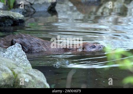 Biber Nagespuren Biber Biber im Wasser *** la falda di castoro segna il castoro in acqua Foto Stock