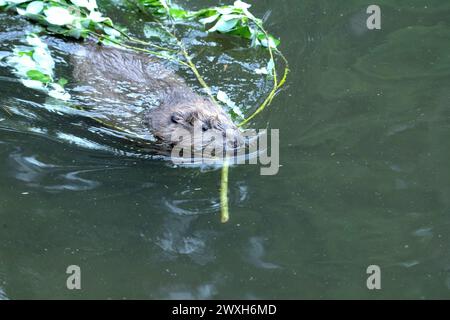 Biber Nagespuren Biber Biber im Wasser *** la falda di castoro segna il castoro in acqua Foto Stock