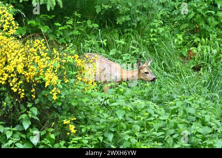 REH als Selektieräser Reh im Fellwechsel Reh im Wald, äsend, mai *** Roe Deer as Selective grazers Roe Deer in the Forest, grazing, May Foto Stock