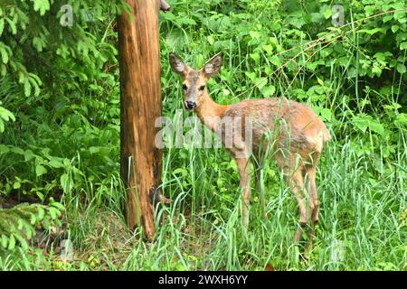 REH als Selektieräser Reh im Fellwechsel Reh im Wald, äsend, mai *** Roe Deer as Selective grazers Roe Deer in the Forest, grazing, May Foto Stock