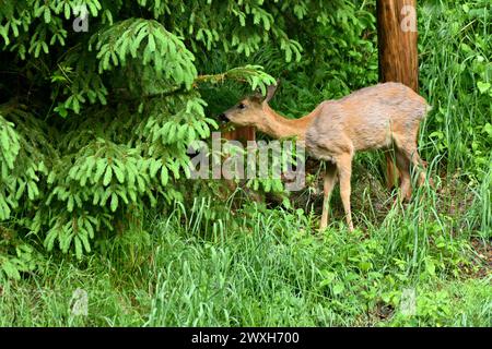 REH als Selektieräser Reh im Fellwechsel Reh im Wald, äsend, mai *** Roe Deer as Selective grazers Roe Deer in the Forest, grazing, May Foto Stock