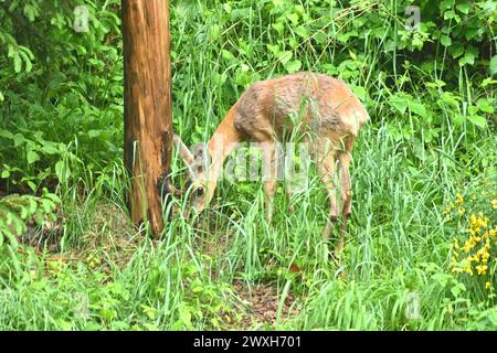 REH als Selektieräser Reh im Fellwechsel Reh im Wald, äsend, mai *** Roe Deer as Selective grazers Roe Deer in the Forest, grazing, May Foto Stock