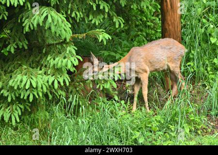 REH als Selektieräser Reh im Fellwechsel Reh im Wald, äsend, mai *** Roe Deer as Selective grazers Roe Deer in the Forest, grazing, May Foto Stock