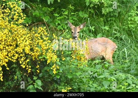 REH als Selektieräser Reh im Fellwechsel Reh im Wald, äsend, mai *** Roe Deer as Selective grazers Roe Deer in the Forest, grazing, May Foto Stock