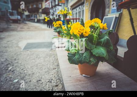 Fiori gialli in un piccolo vaso sul bordo della panchina Foto Stock