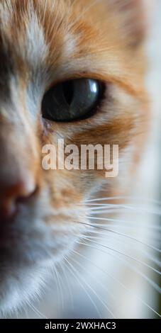 Mezza faccia del gatto di Tabby vista da vicino Foto Stock