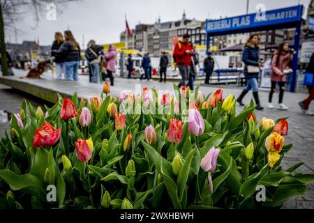 AMSTERDAM - i turisti ammirano i tulipani del Festival dei tulipani. Pasqua è l'inizio della stagione turistica nella capitale. ANP ROBIN UTRECHT netherlands Out - belgio Out Foto Stock